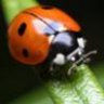 Ladybird2912