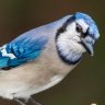 BlueJay