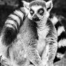 XLemur