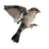 sparrow