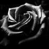 dark_rose